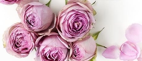 Beautiful Seasonal Flowers Banner